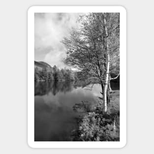 Lake Birch Trees Sticker